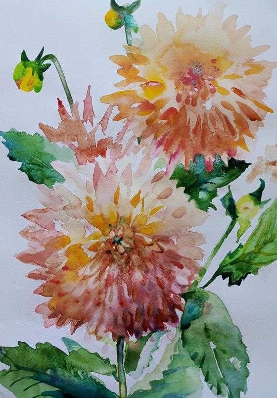 Dahlia/Garden