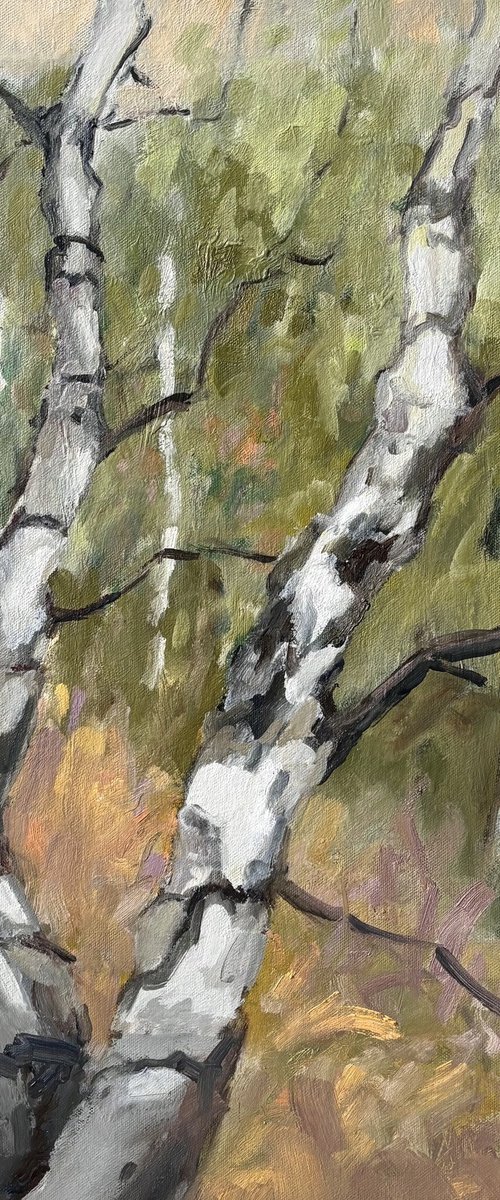 Birch Forest 1 by Joanna Farrow