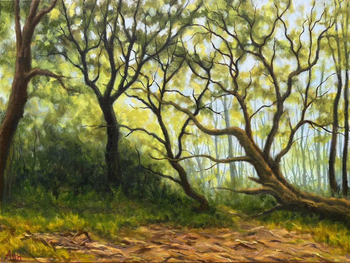 Pretty Corner Woods by Ashley Baldwin-Smith