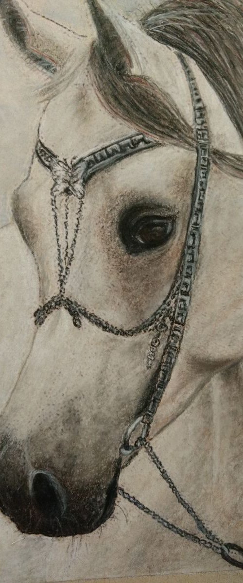 Greyjoy Arab Stallion Bridled by Anne-Marie Ellis