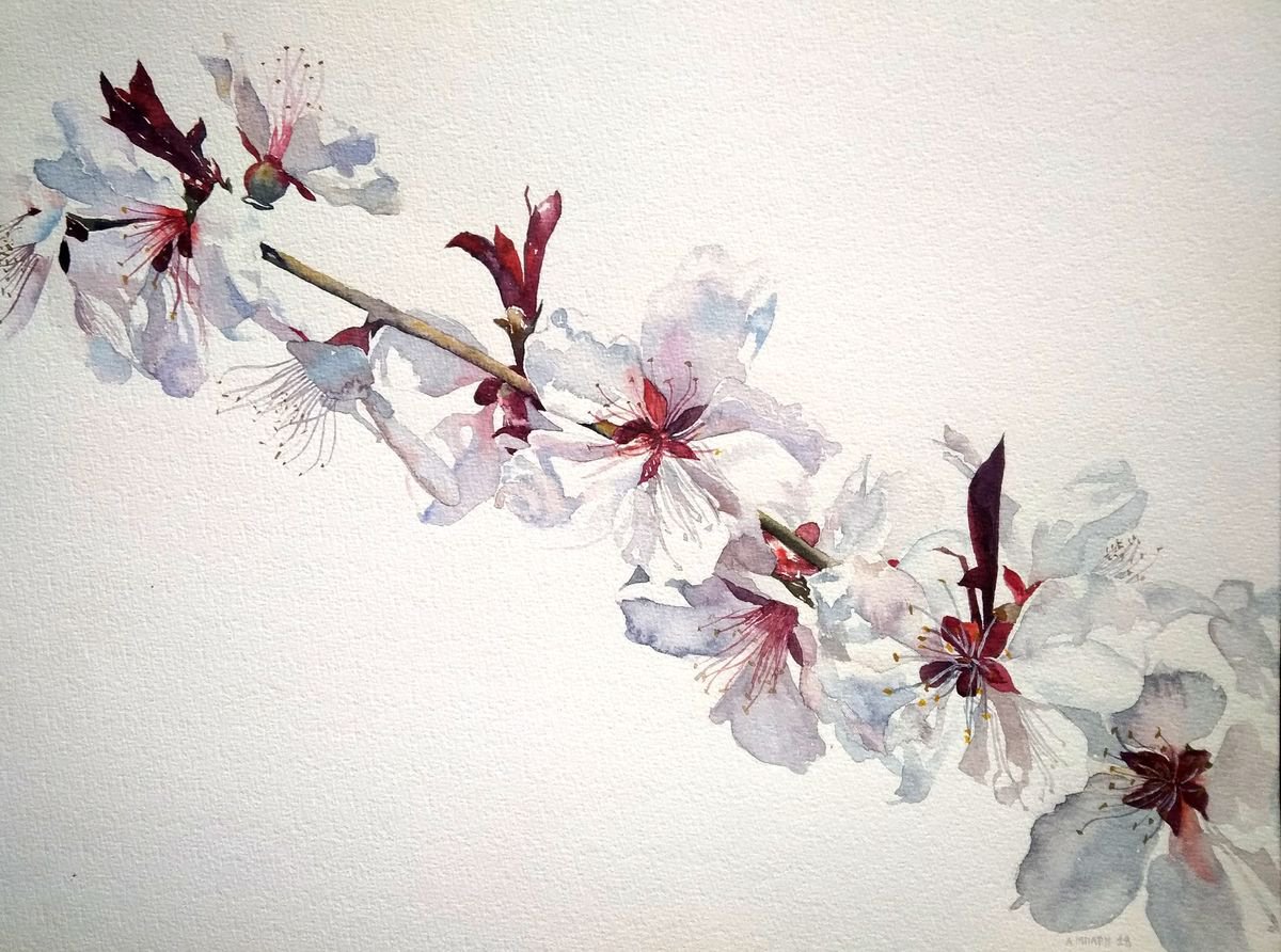 Cherry blossoms by Alexandra Bari