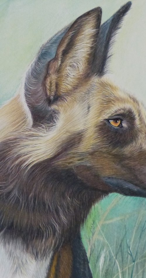 African Wilddog portrait by Silvia Frei