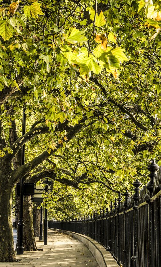 Autumn Walk LONDON (LIMITED EDITION 1/10) 30" X 40"