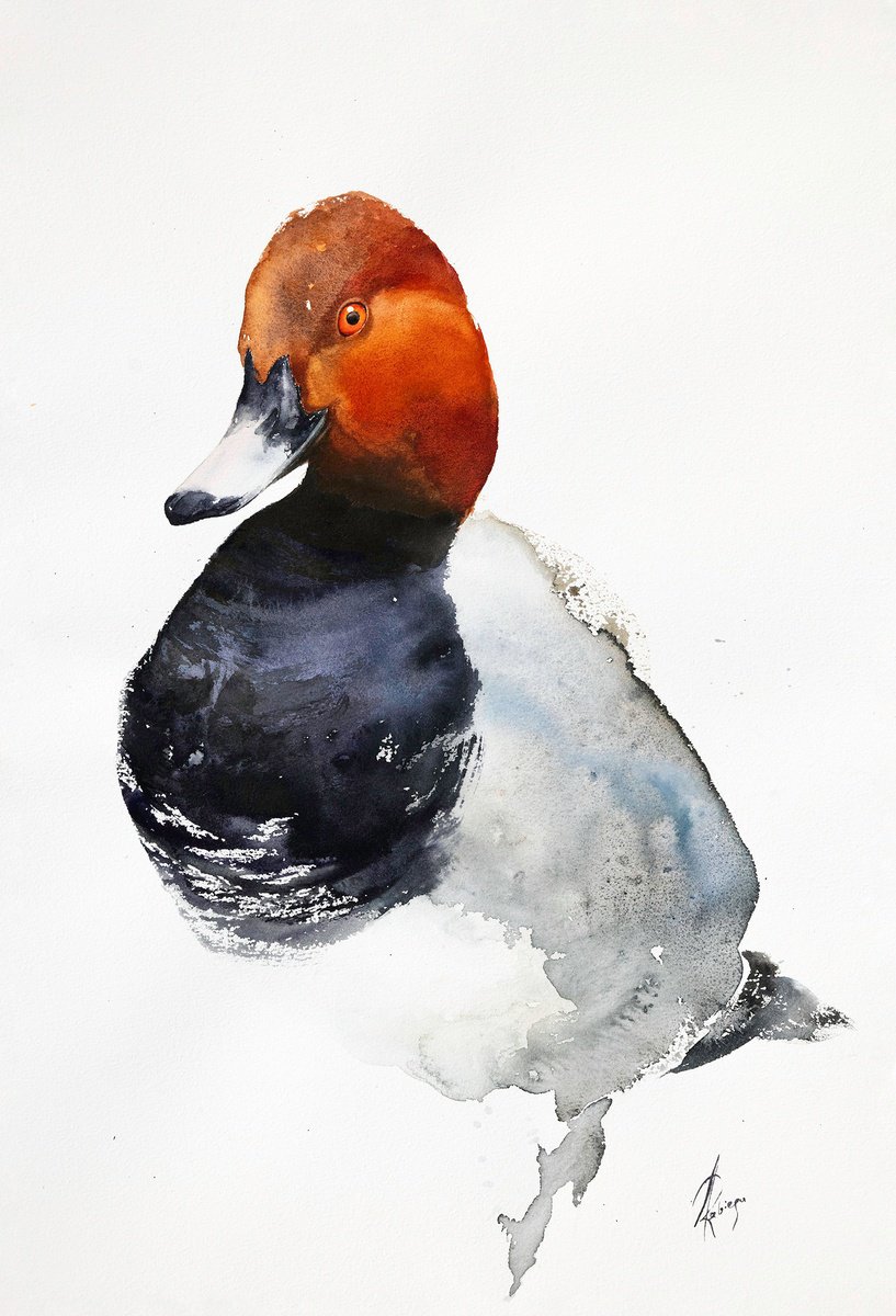 Abstract Watercolour , Pochard By Andrzej Rabiega, 15 X 22, Artwork For Sale On Artfinder