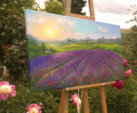 Lavender Provence
