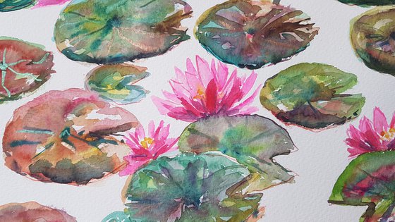 Water lilies