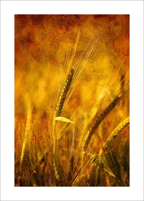 Summer Crops by Martin  Fry