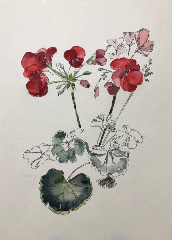 Geranium