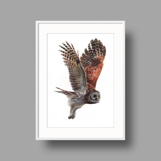 Tawny Owl - Bird Portrait