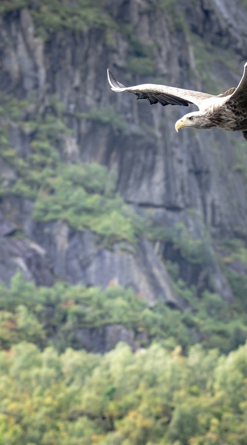 THE EAGLE ATTACK by Fabio Accorrà