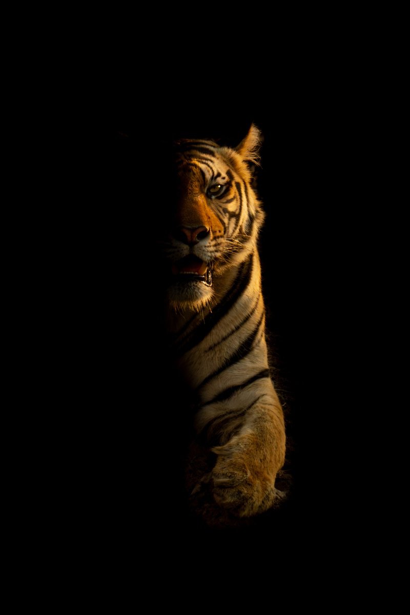 Photorealistic Animal Photograph By Nick Dale, 38 X 53", Half Light, Original Artwork