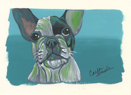 Pied French Bulldog