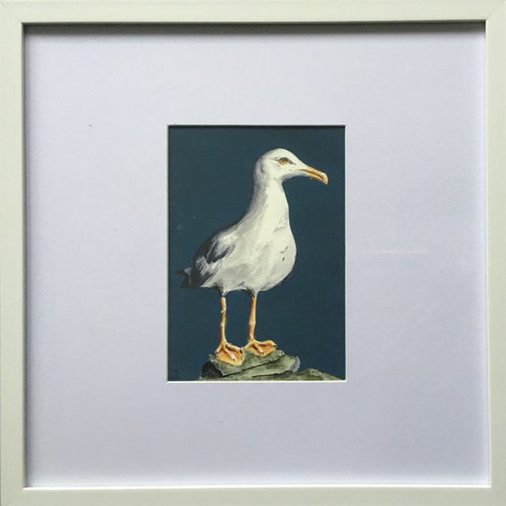 Standing Gull on Clifftop