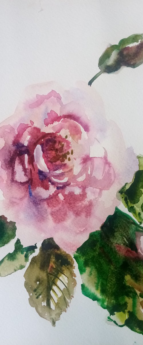 June Queen Rose by Oxana Raduga