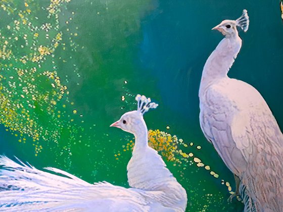 WHITE PEACOCKS