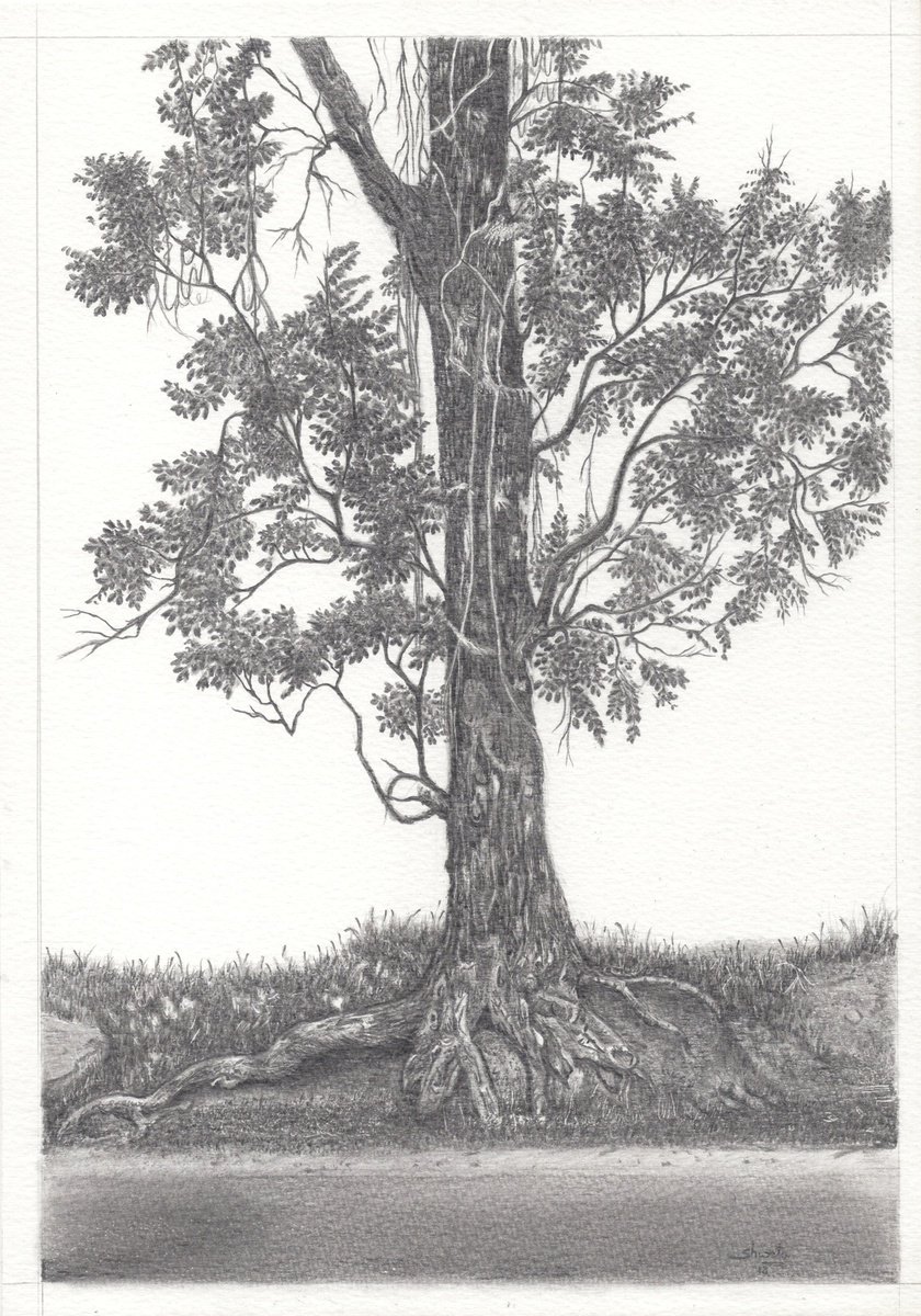 Photorealistic Landscape Pencil Drawing By Shweta Mahajan, 8 X 12", Indian Mahagony Tree, Original Artwork