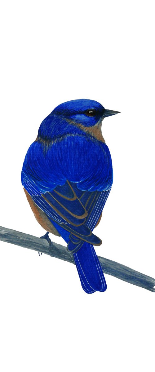 Melancholy blue bird by Karina Danylchuk