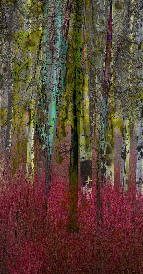 Mysterious Forrest opus 9 by Geert Lemmers FPA