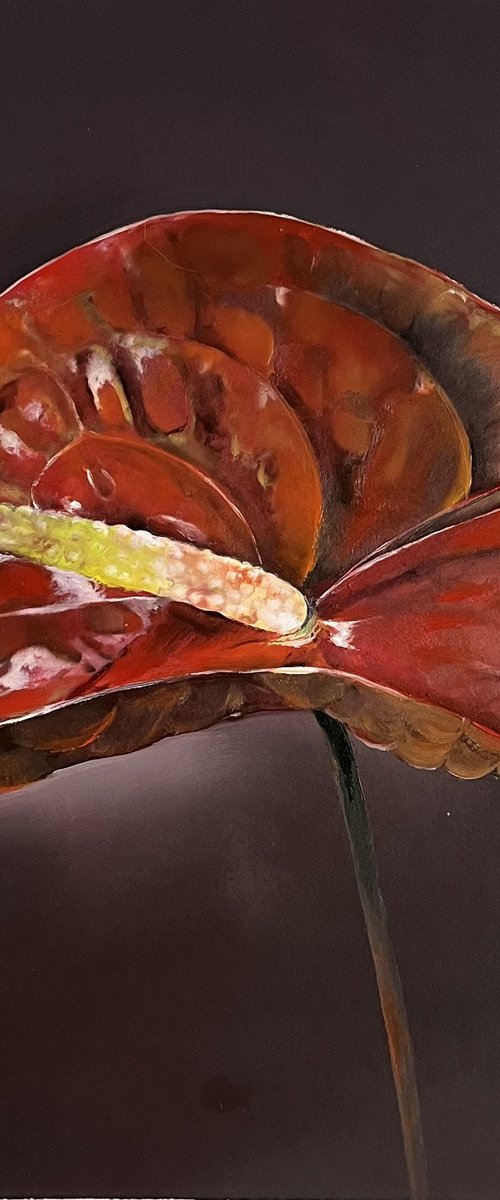 Red anthurium by Myroslava Denysyuk