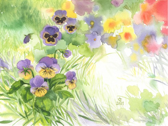 Pansies