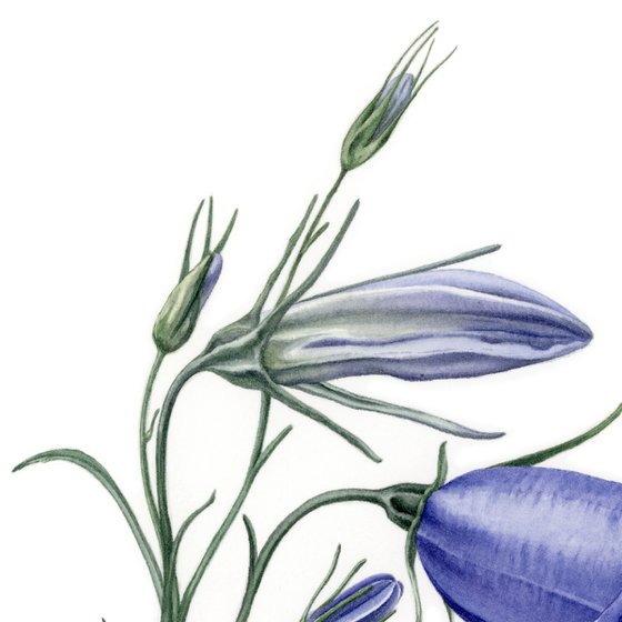 Blue Campanula