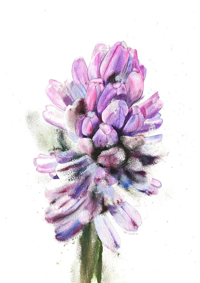 Photorealistic Botanical Painting By Alona Hryn, 8 X 12, Mr. Hyacinth From Keukenhof, Original Artwork