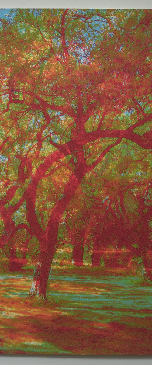 Carob tree by Carla Piacenza