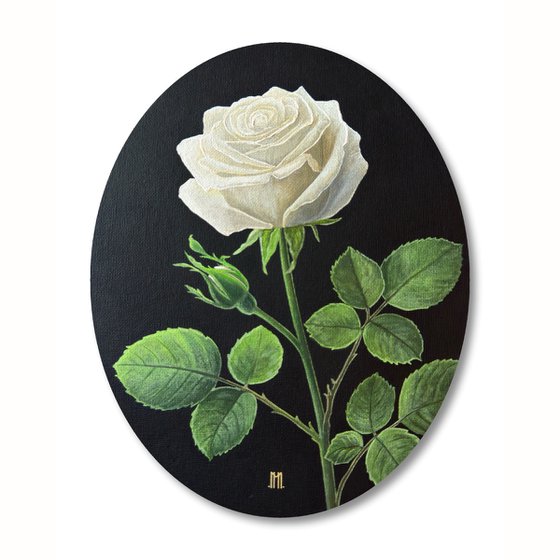 Rosa Alba (White Rose)