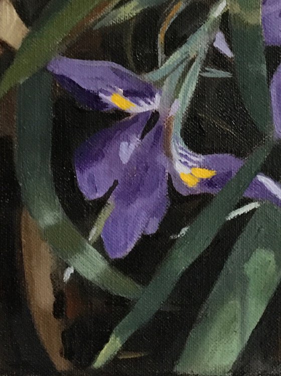 Winter Irises