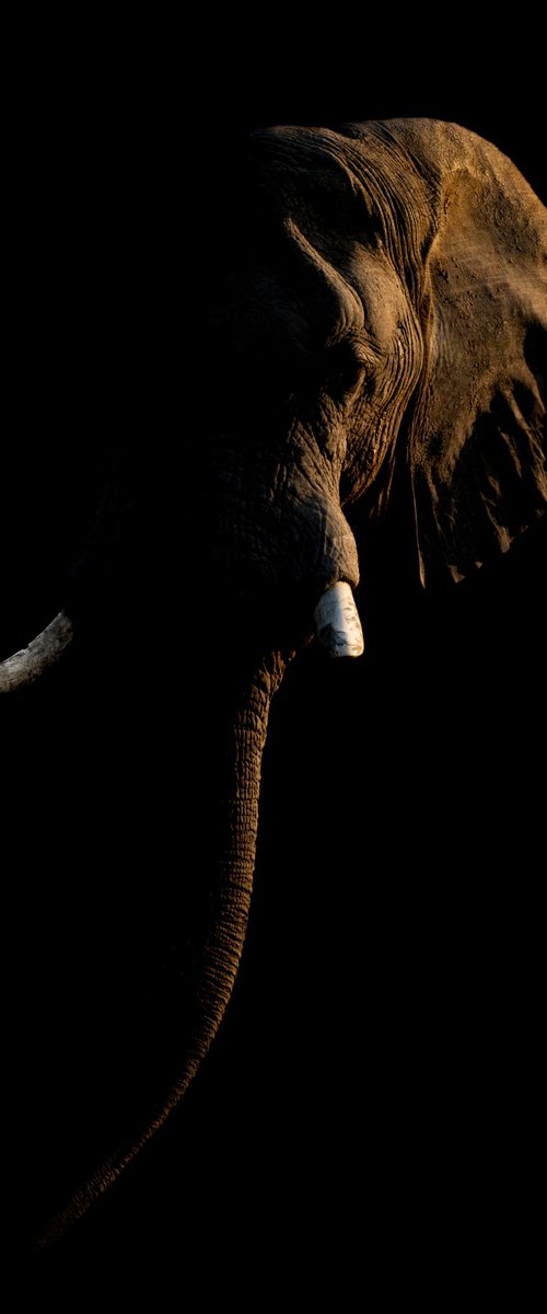 Light Elephant by Nick Dale