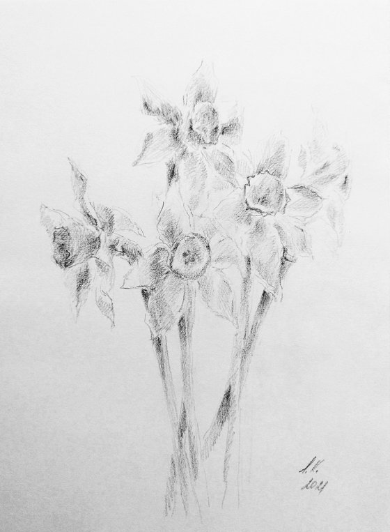 Daffodils #1. Original pencil drawing