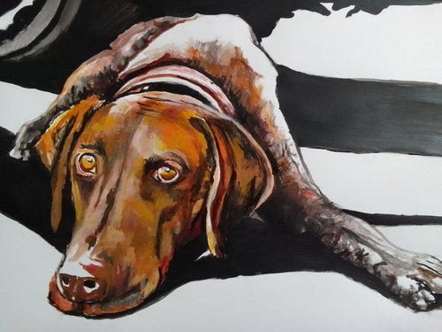 German Shorthaired Pointer by Soso Kumsiashvili