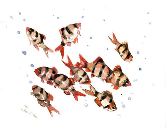 Tiger Barb Aquarium fish art