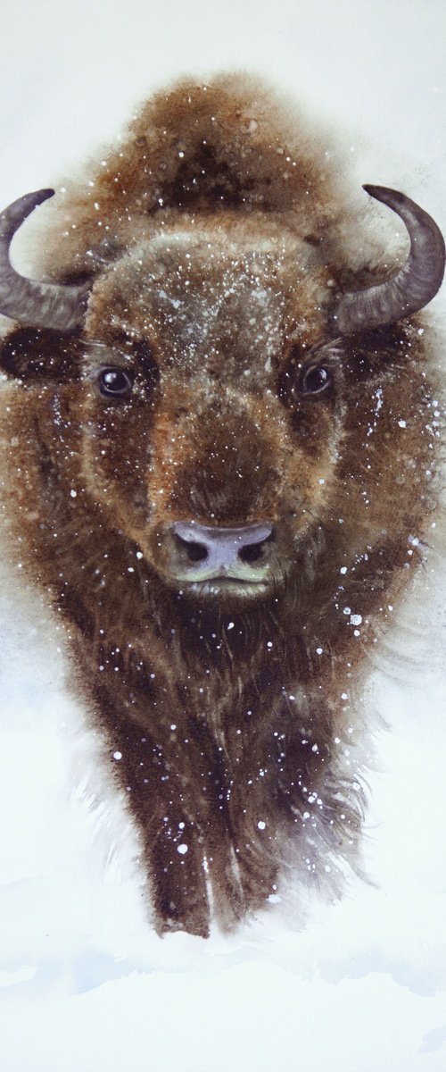 Bison in Winter by Olga Beliaeva Watercolour