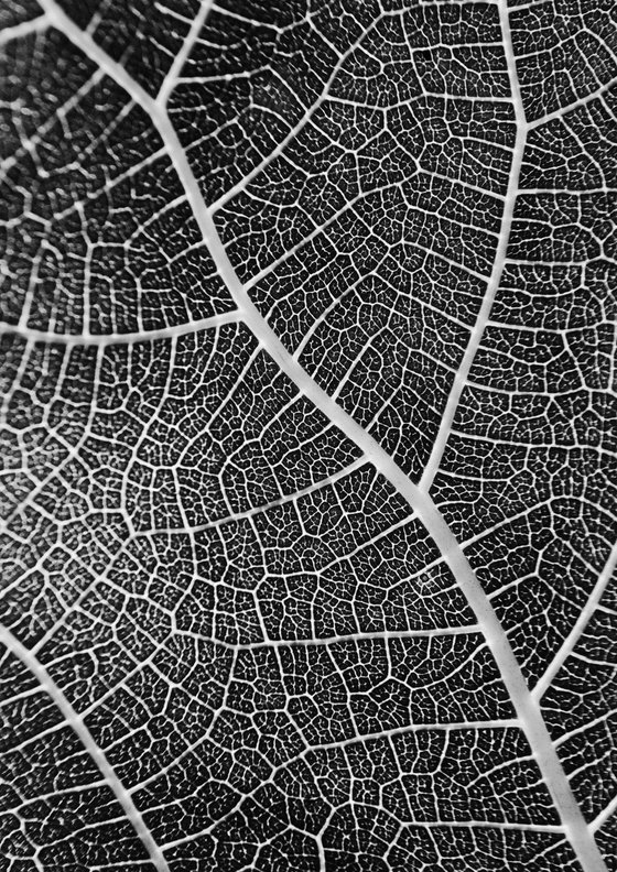 Leaf Veins II