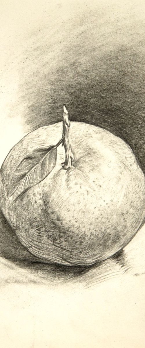 Clementine. Drawing by Daria Galinski