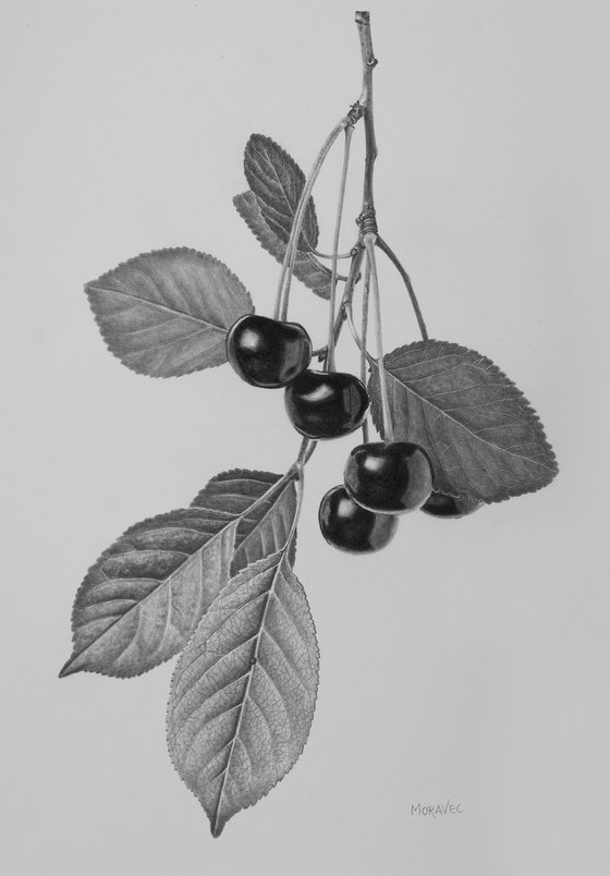 Cherry Twig