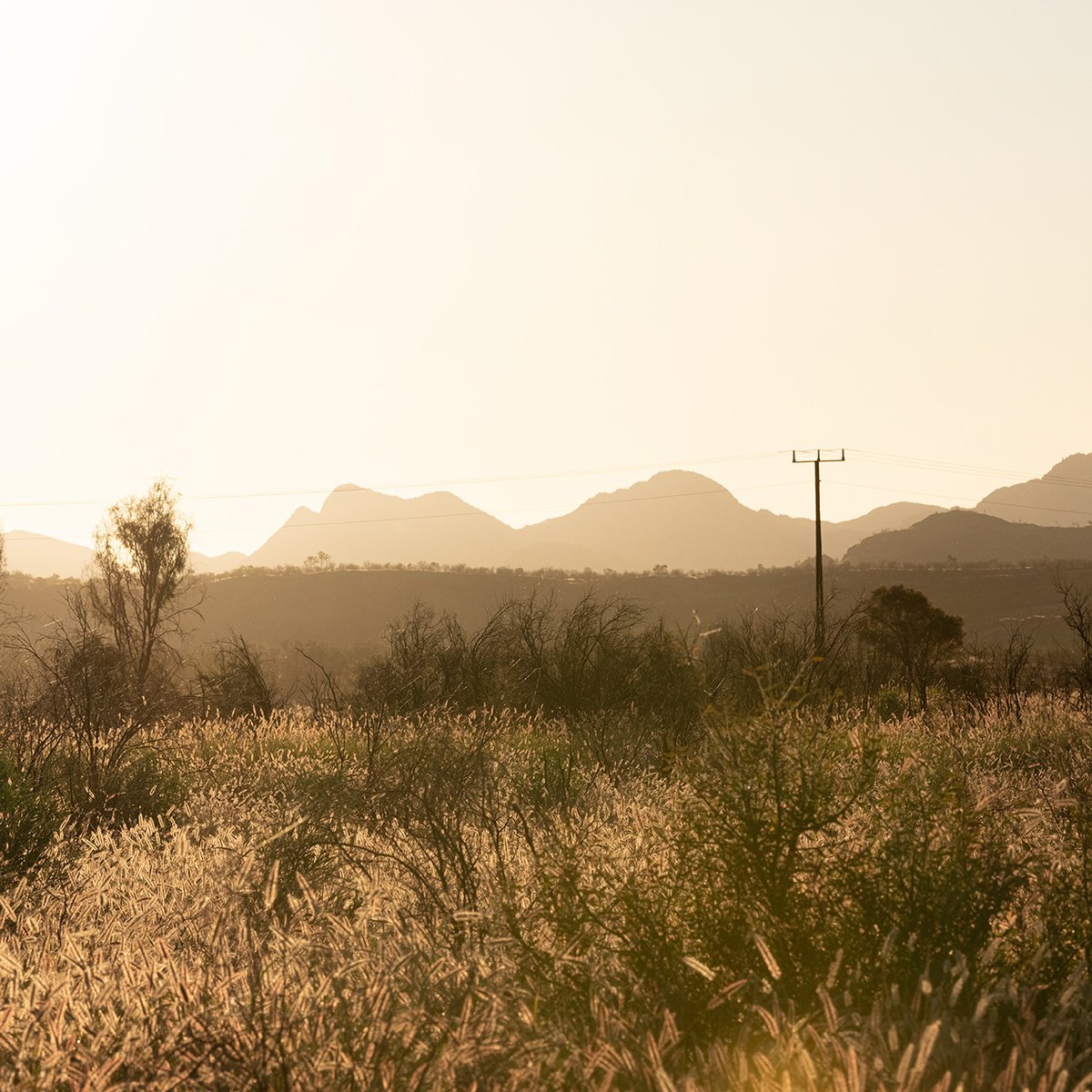 Grass Plains Outback Australia #4 by Nick Psomiadis