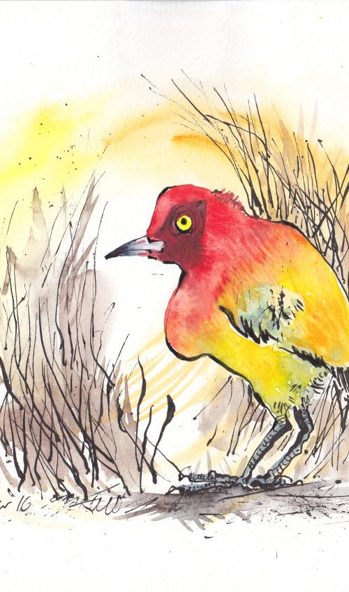 Flame Bower Bird - Daily Bird #33 by Luci Power
