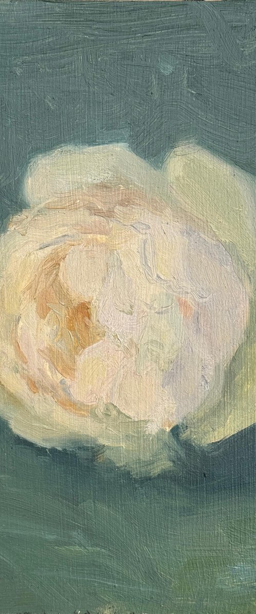 Wollerton Old Hall Rose by Alex James Long