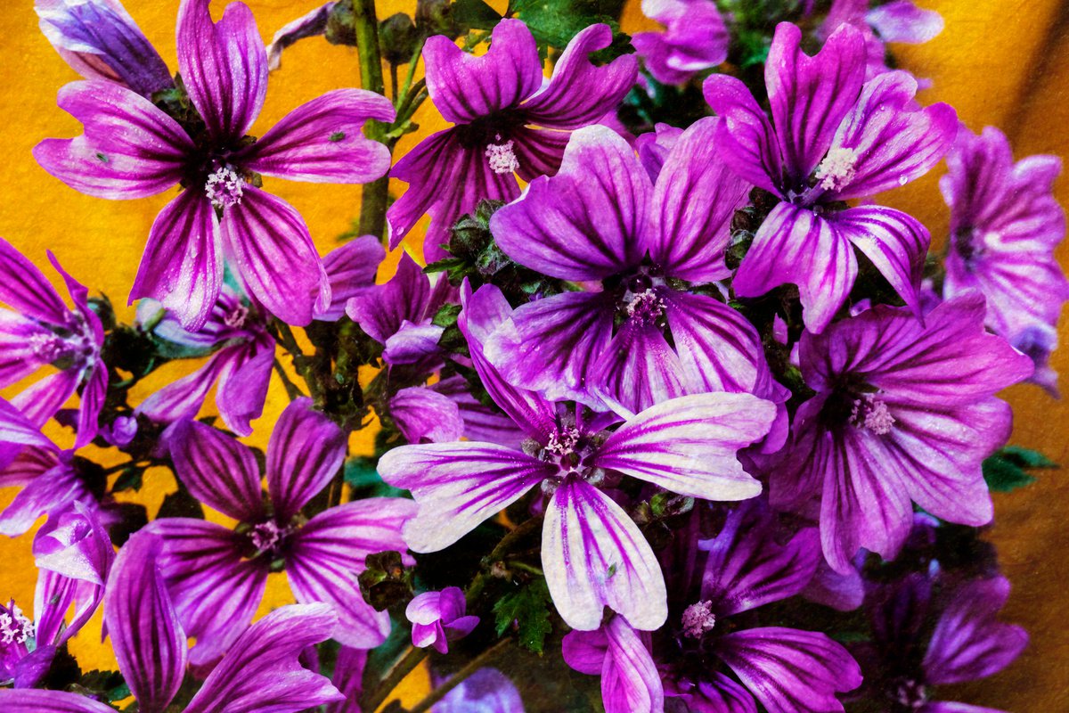 Impressionistic Botanical Photograph By Sandra Platas Hernandez, 17 X 12", Forest Mallow, Original Artwork