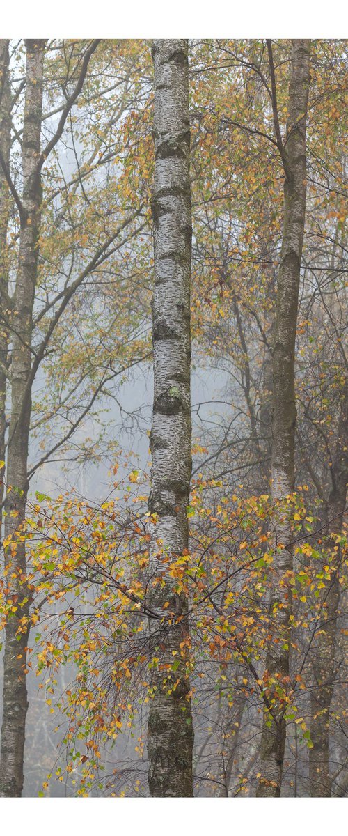 November Birches III by David Baker