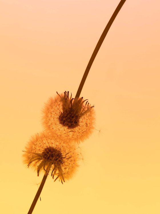 Two Dandelions