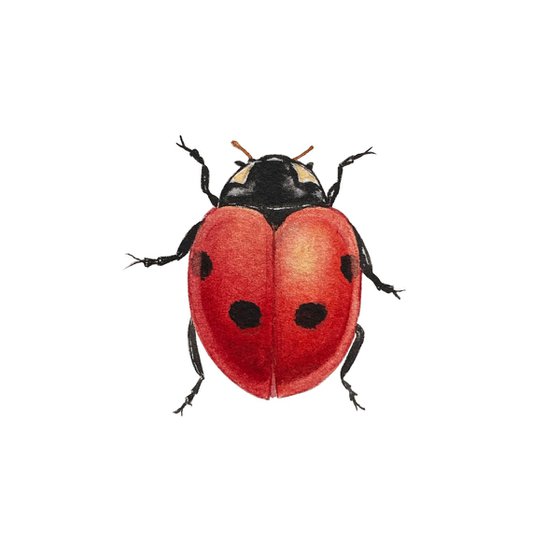 Ladybug