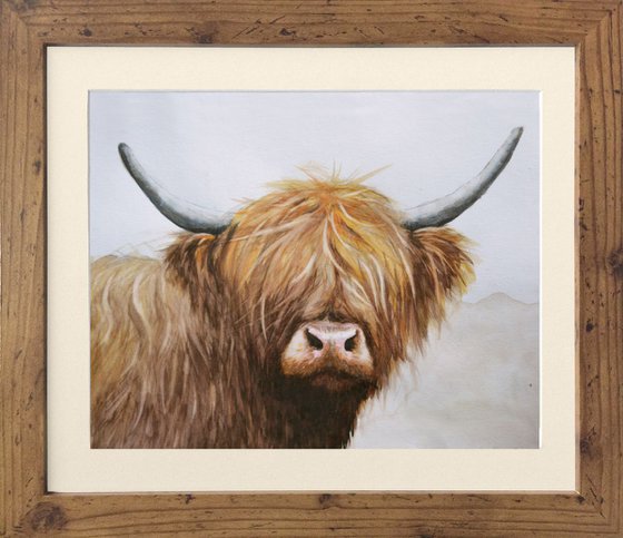 Highland heifer