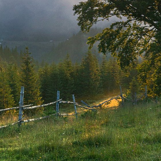 Morning on the meadow.