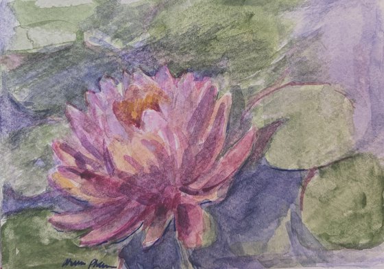 Lily 1