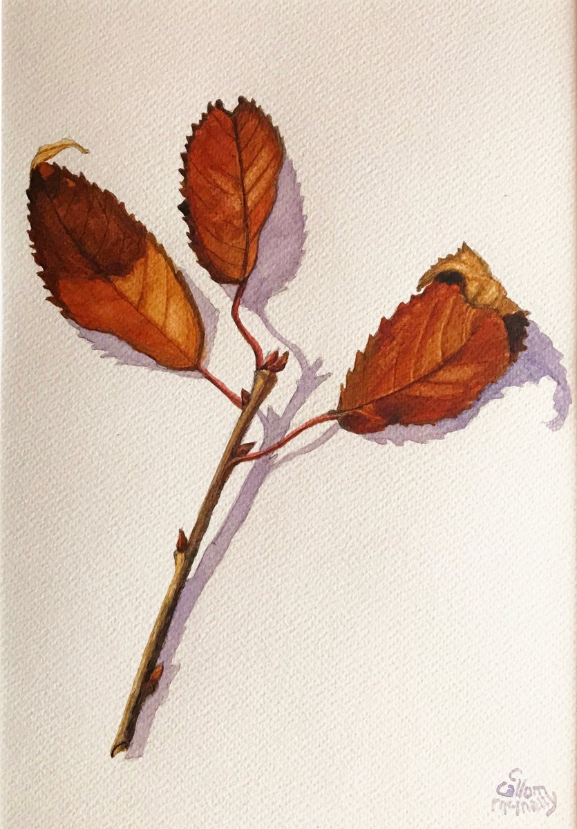 Botanical Watercolour By Christine Callum Mcinally, 12 X 16, Wild Cherry Leaves, Original Artwork