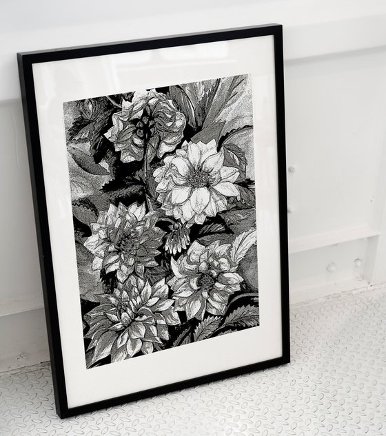 Chrysanthemums in black and white, print