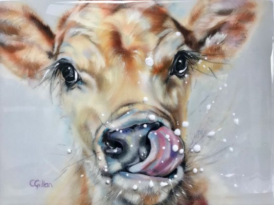 Messy Fred -  Original Oil Painting Jersey Cow, Resin 16x12"